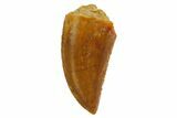 Serrated, Raptor Tooth - Real Dinosaur Tooth #124026-1